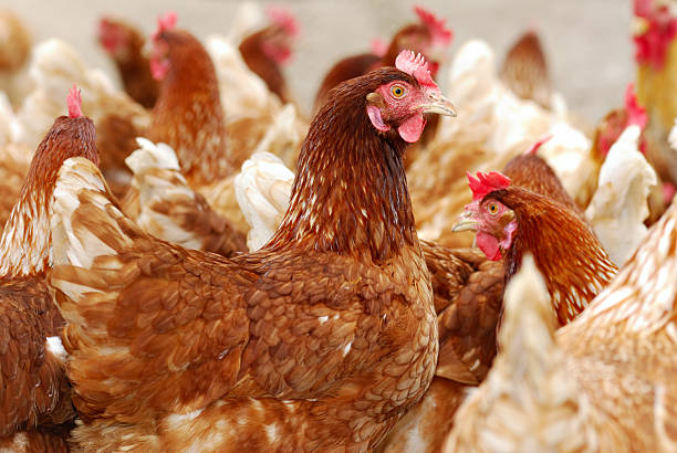 What Is The Prospect of The Chicken Industry in 2024?