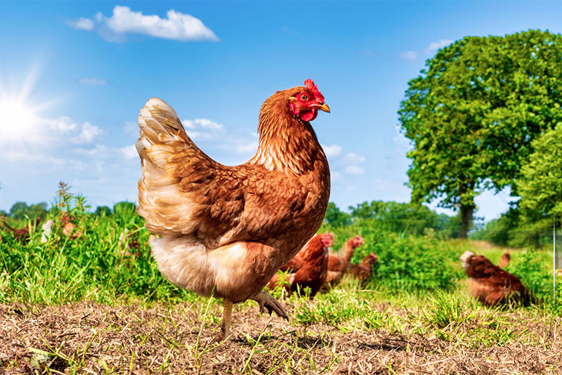 The Secret of Raising Chickens on A Chicken Farm 