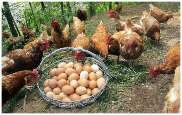 Feeding management and health care of laying hens in summer