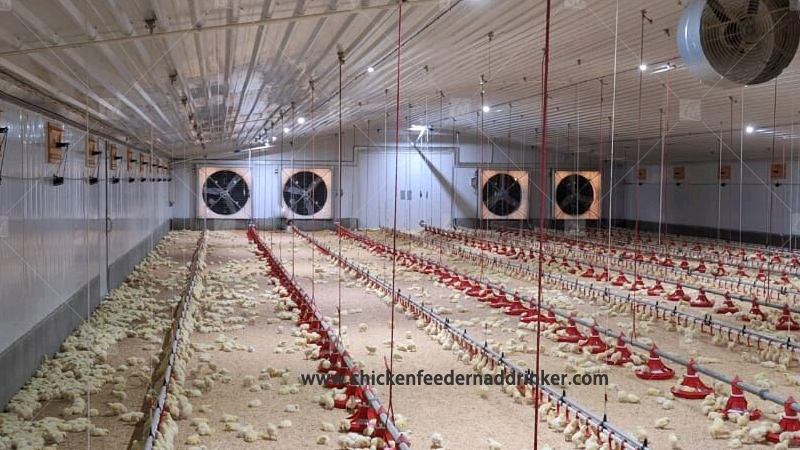 Solving Common Faults in The Water Line And Feed Line of Chicken Raising Equipment