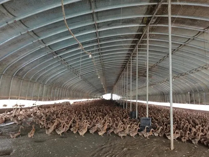 duck farming (2)
