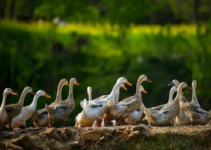 duck farm