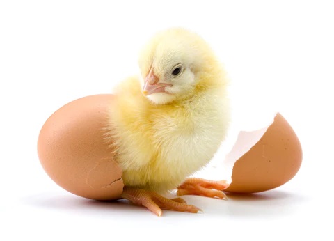 How long does it take for a chicken to start laying eggs after being purchased from a store or breeder?