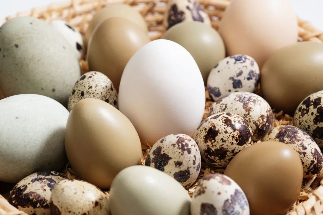 quail VS chicken egg, are quail eggs are better for you?