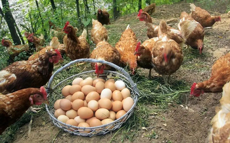 chicken farming9.5