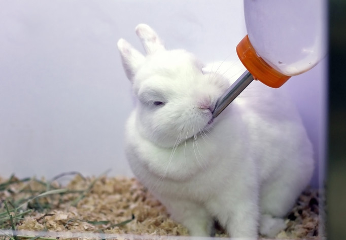 rabbit farming drinker