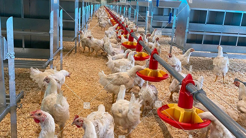 Feeding And Management of Broiler Chickens
