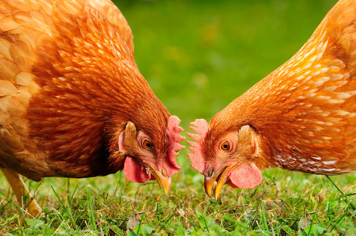 Eight key technical knowledge that is inseparable from the success of family chicken raising! Did you know everything?