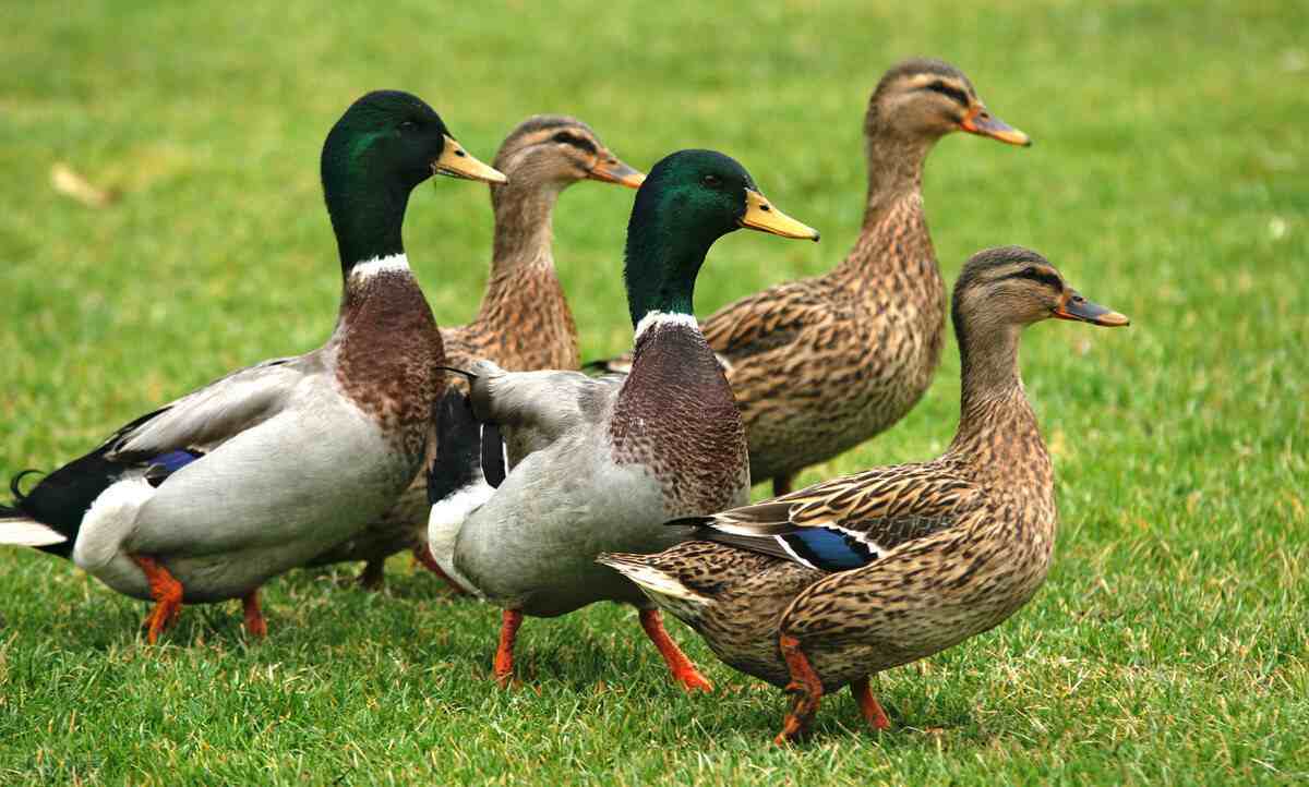 What should a starter pay attention to when raising ducks?