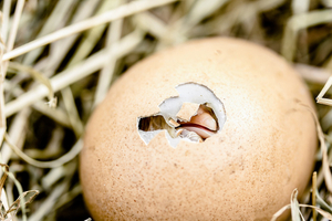 hatching-chicks9.27.jpg
