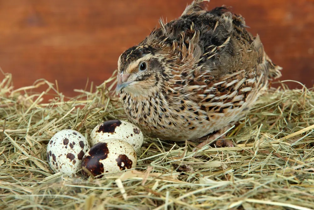 raising-quail