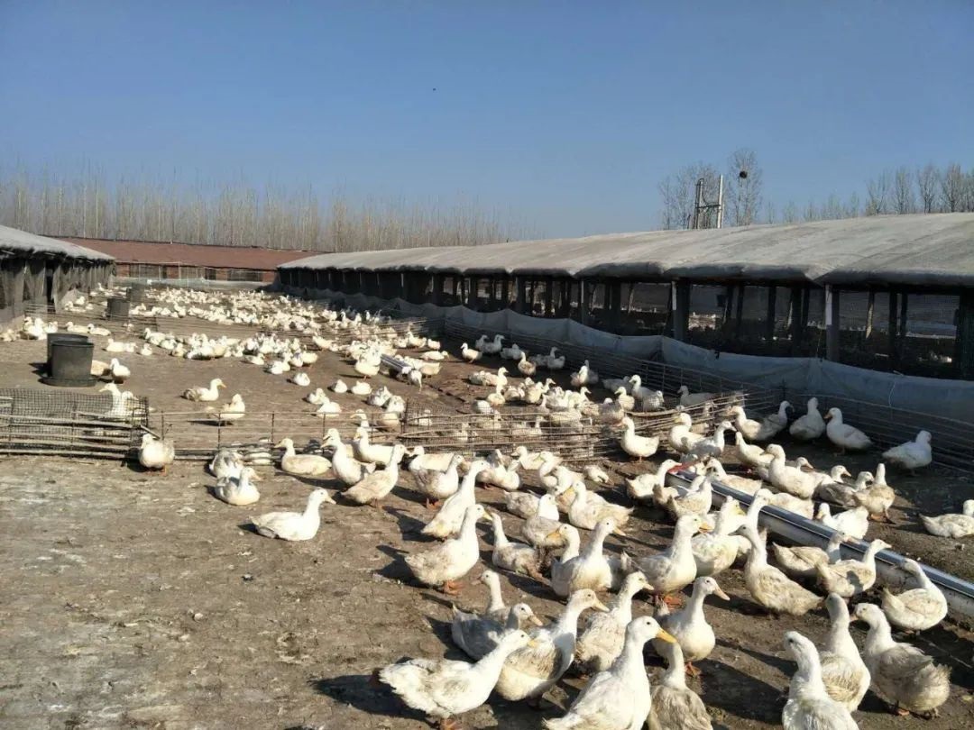 duck farming 