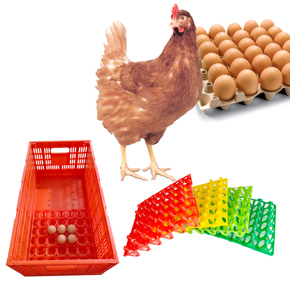 Innovating Egg Storage And Transportation