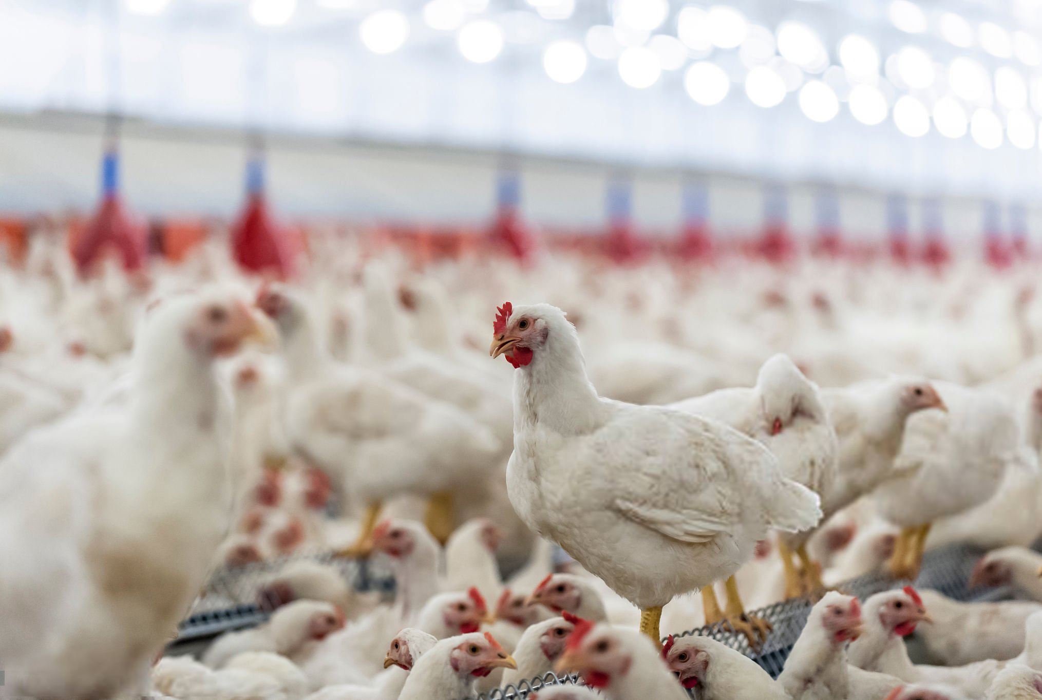 "Precision Poultry Management: The Automated Revolution"