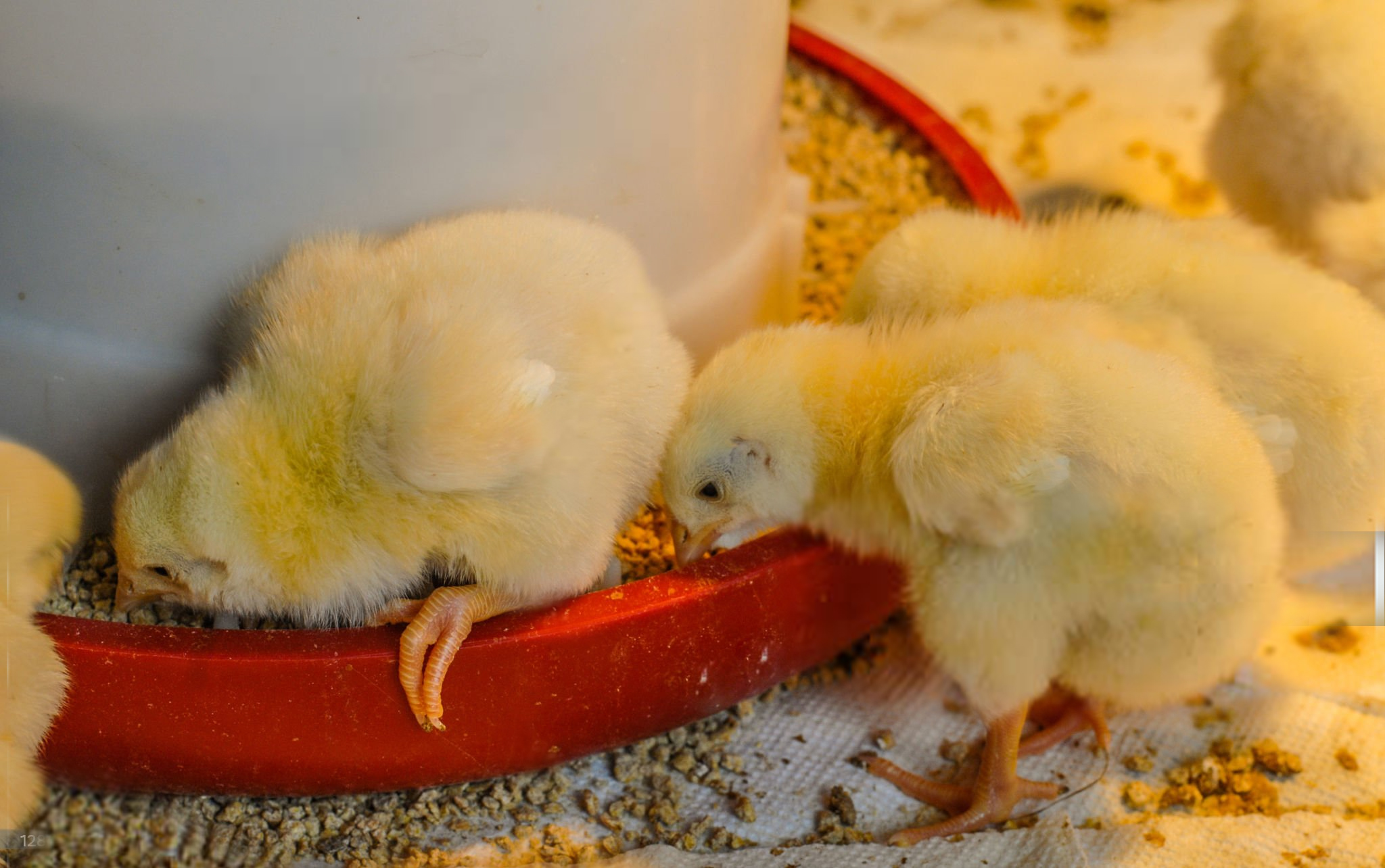 What Kind of Broiler Feeder And Drinker Should You Buy?
