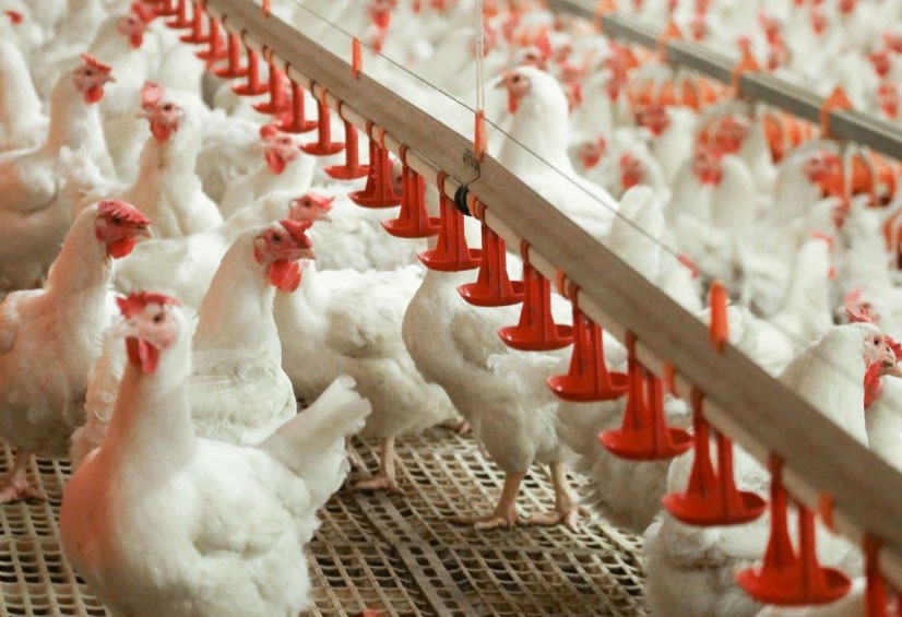 Chicken Farm Waterline Cleaning Precautions And Professional Maintenance Guidelines