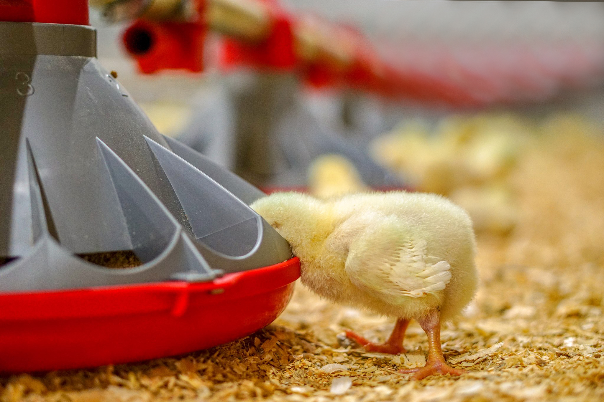 Automatic Feeding Tray Cleaning Precautions And Professional Maintenance Guide