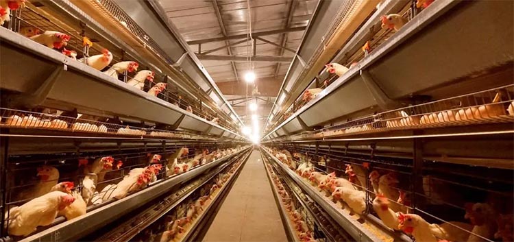 How much do you know about the ventilation system of the chicken house?