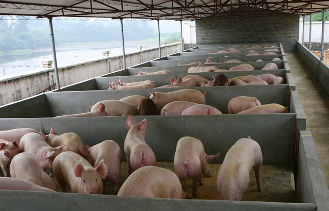 pig farming2