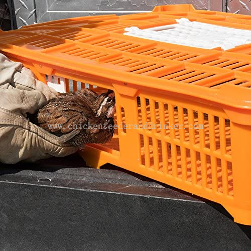 quail transport cage (1)