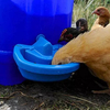 Automatic Maxi-Cup Chicken Drinker Dishes/Cup for Poultry Ducks Chicken Gooses Rabbits Small Pets Waterer System LM-123