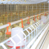 H-type Chicken Layer Cage for Automatic Breeding of Poultry Equipment Chicken Cage