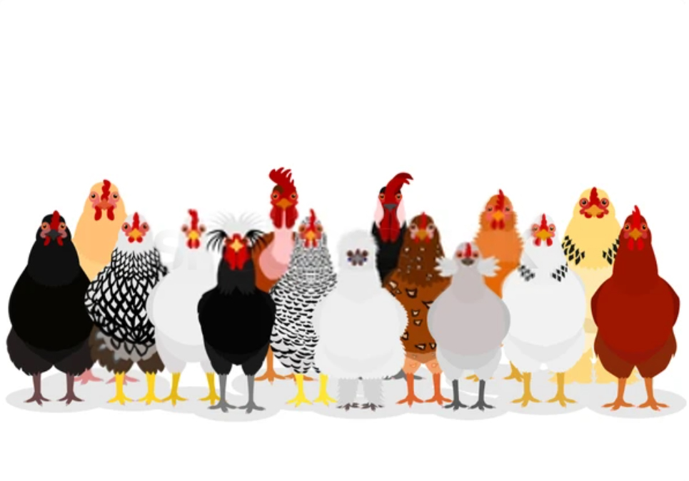 What Are The Best Breeds of Chickens?