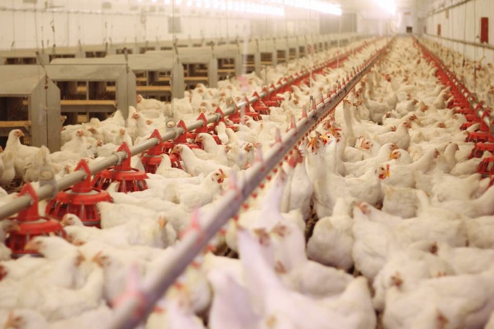 From Traditional To Intelligent: 3 Types of Key Equipment Necessary for Poultry Farm Upgrades