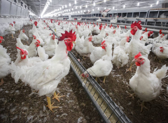 Technological Innovation in The Chicken Industry