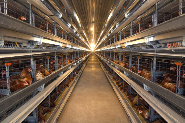 How to reduce heat stress in poultry