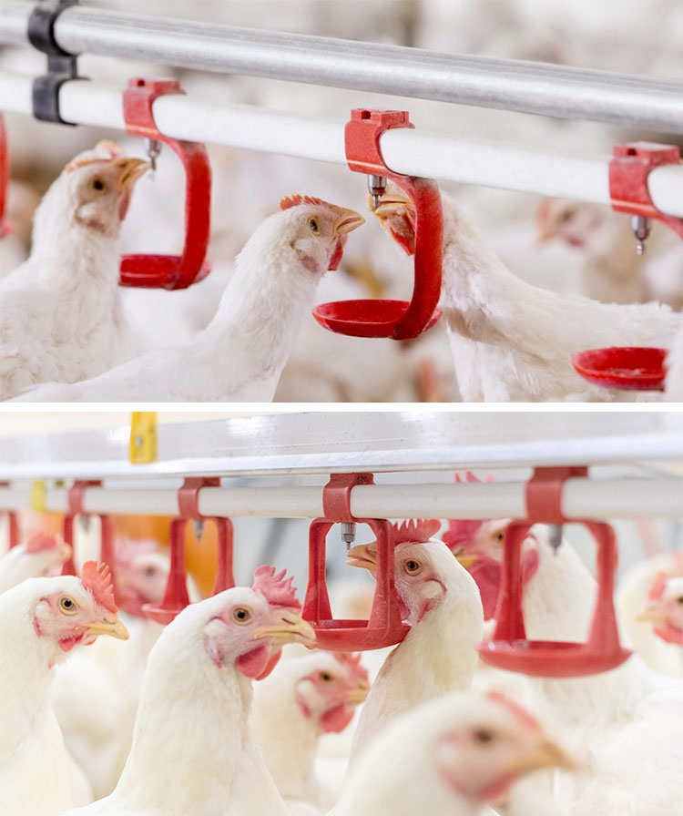 Brooding Vs. Fattening: Tips for Adjusting The Height And Controlling The Flow of Nipple Drinkers