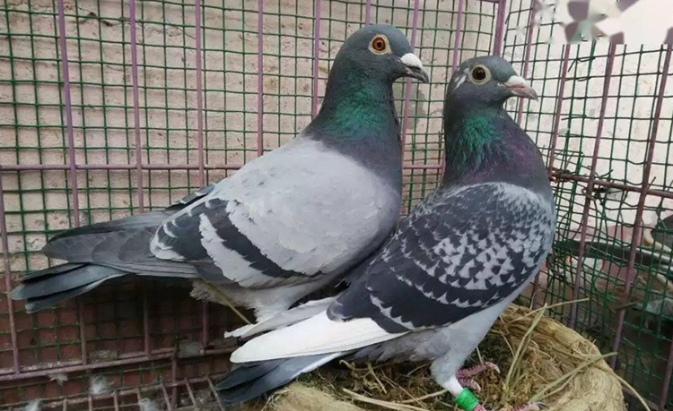pigeon2