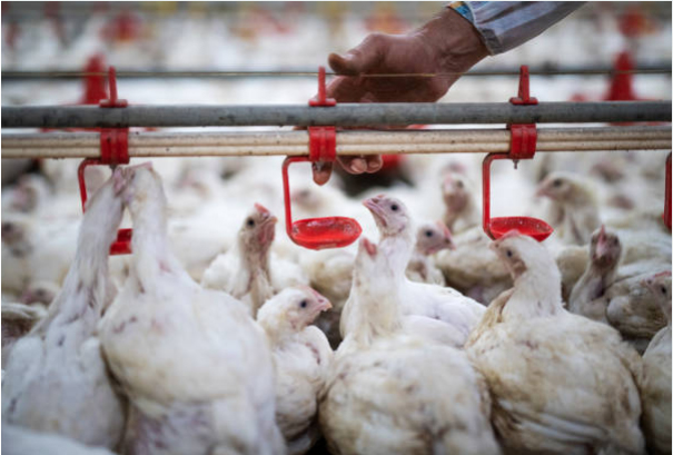 "Feeding Innovations And Hydration Solutions: Elevating Poultry Farming"