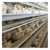 A-type Chicken Layer Cage for Automatic Breeding of Poultry Equipment Chicken Cage