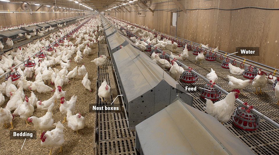Broiler-Breeder-barn-interior-full-length-ENG