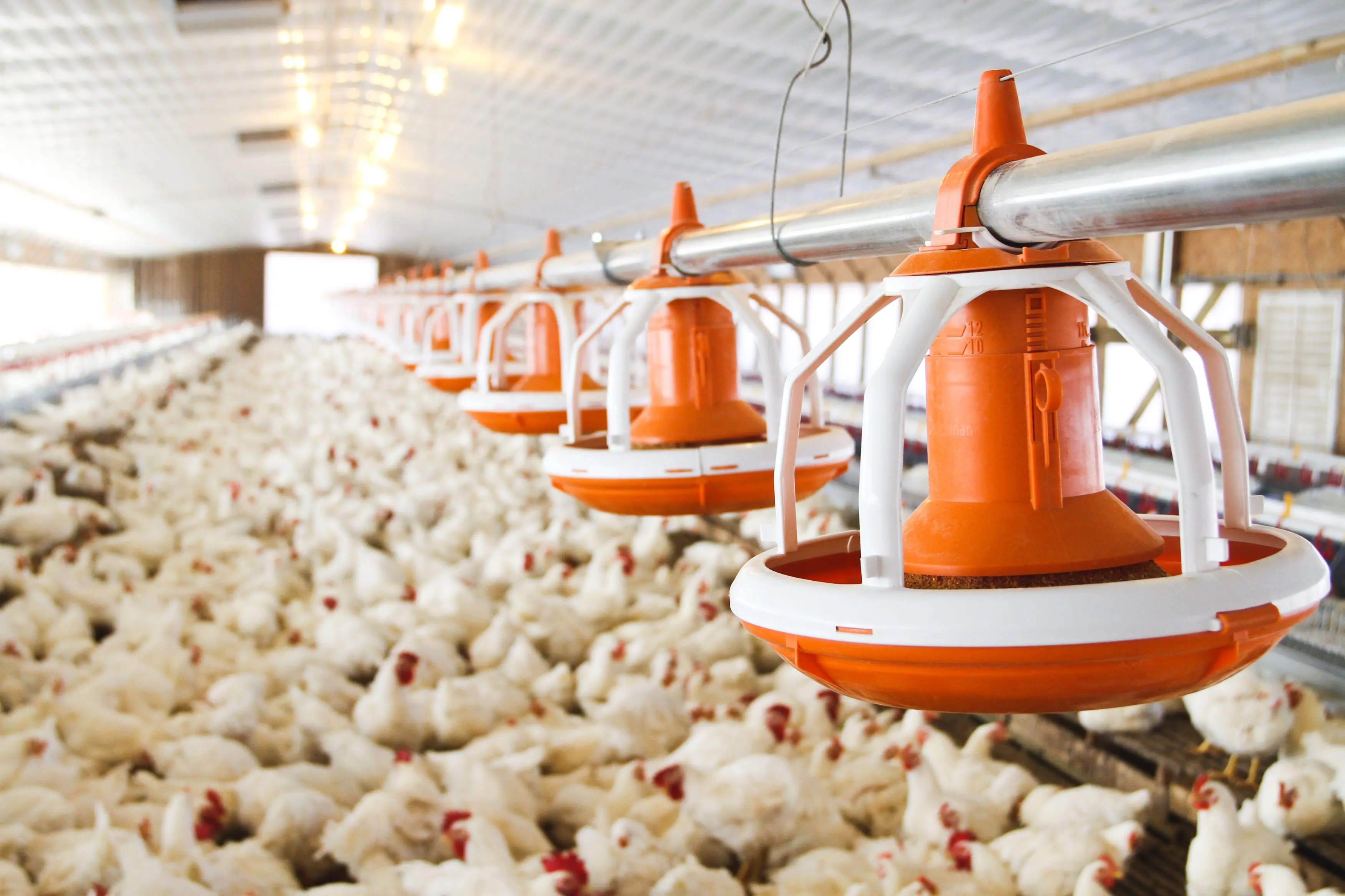 Automatic Feeding Line Maintenance Guide