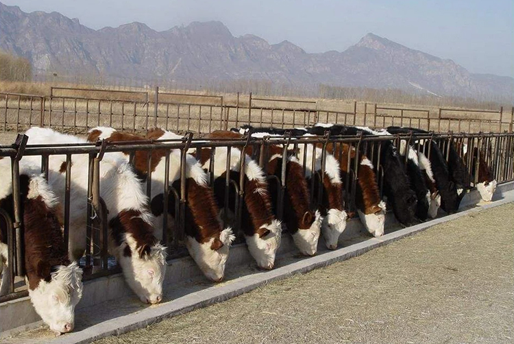 cattle farming2