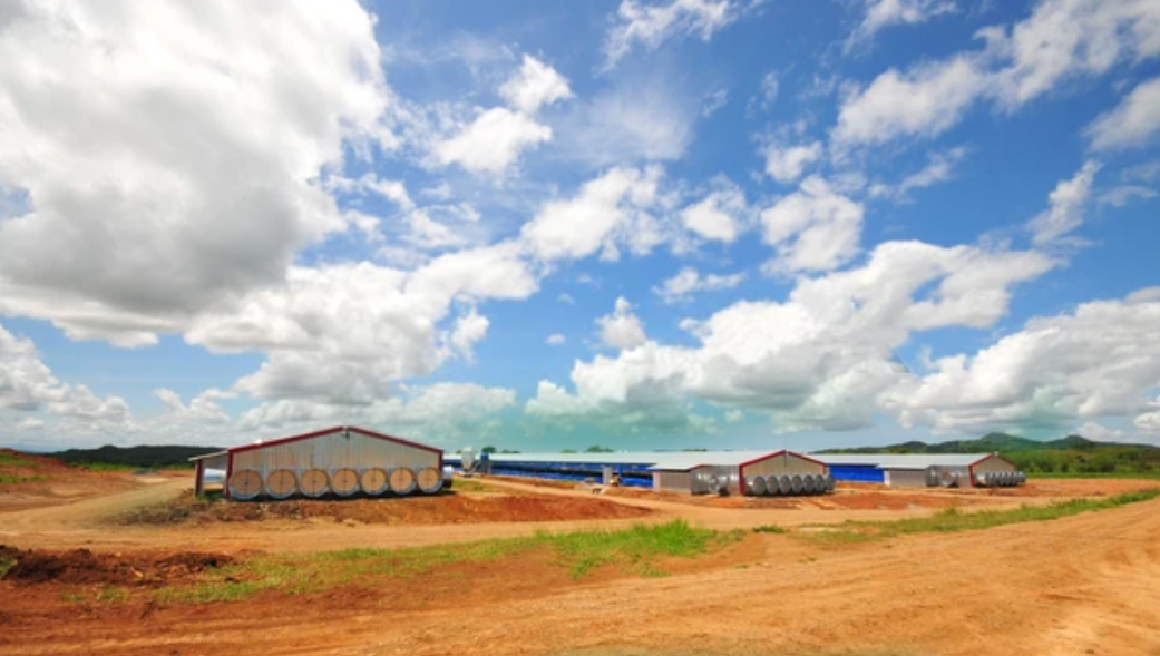 Poultry Ventilation Systems for Broiler Chicken Houses