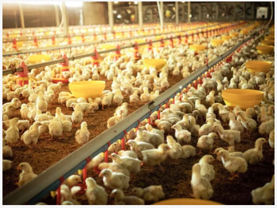 The Temperature Is Unstable in Spring? How To Raise Laying Hens?