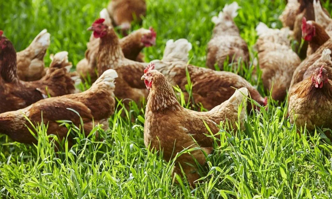 chicken farming (2)