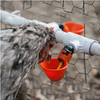 Automatic Plastic Chicken Nipple Drinker Cup Poultry Chicken Waterer PVC Tee Fittings Drinking Water Cup Pipe Drinking Cup LM-32