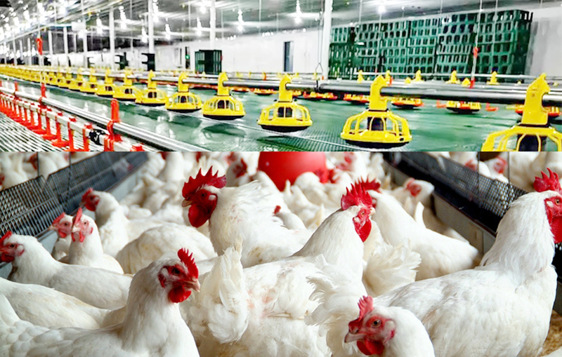 How do they make factory farmed chickens grow so fast?