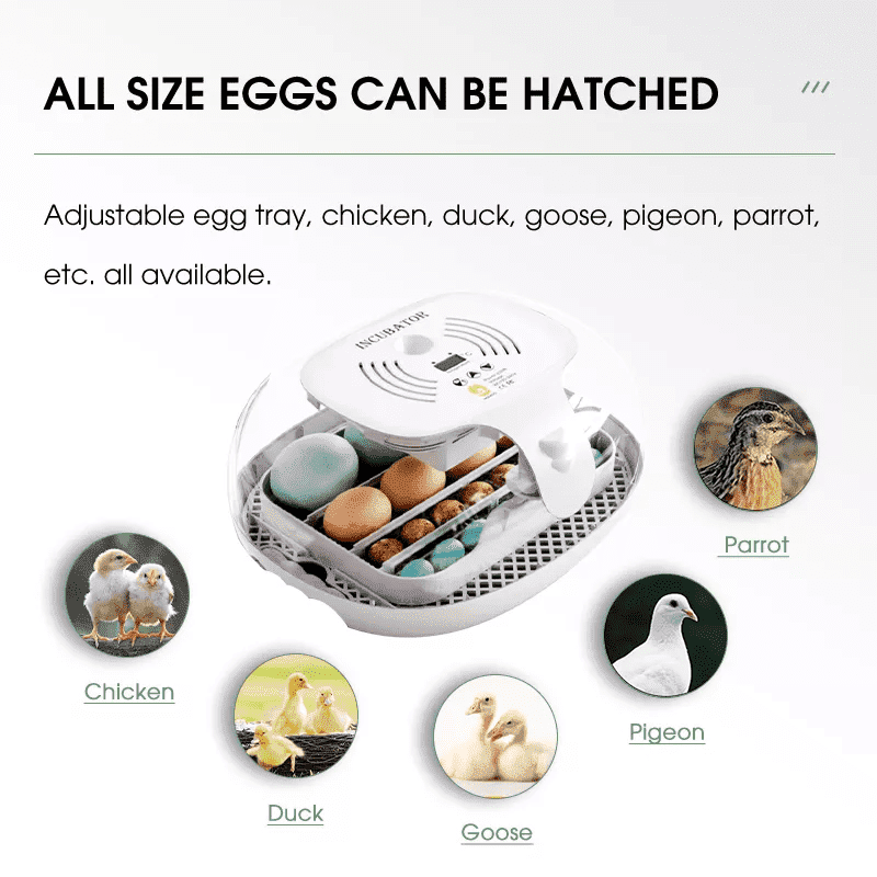 egg incubator (7)