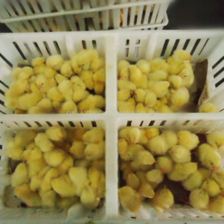 chick transport crate (4)
