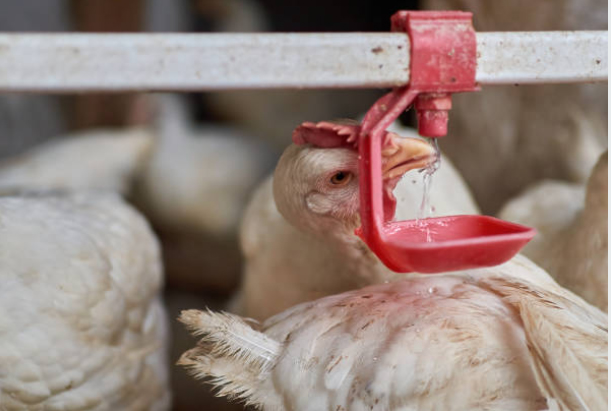 Enhancing Poultry Productivity: Choosing The Perfect Drinking Nipple