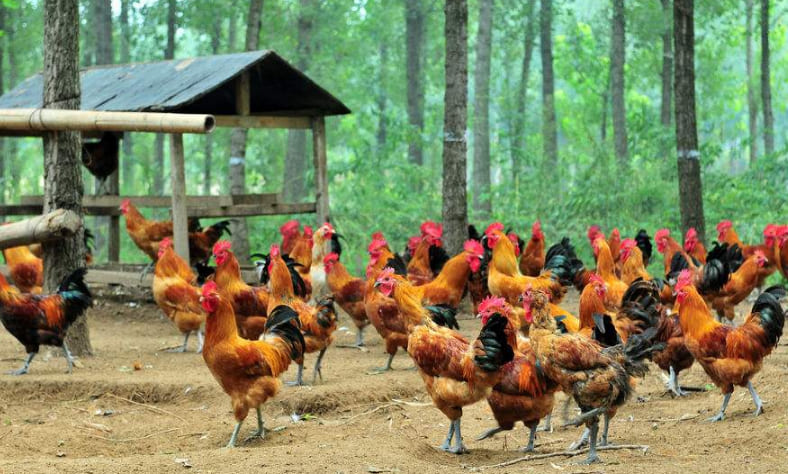 chicken farm2
