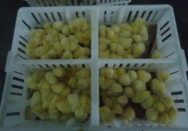 chick transport cage