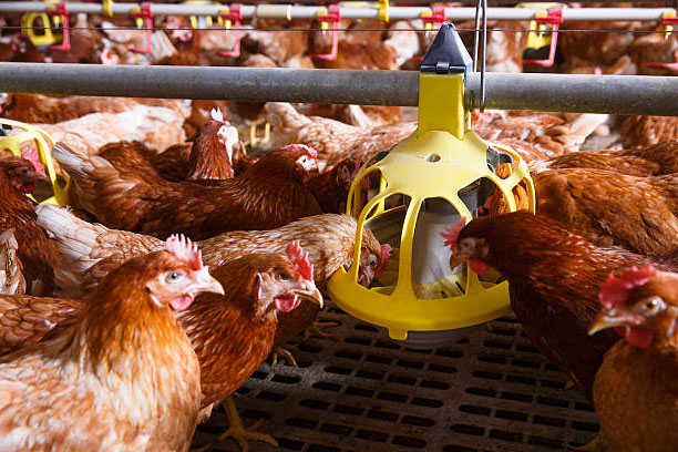 Common use problems and solutions of automated breeding equipment for poultry laying hens