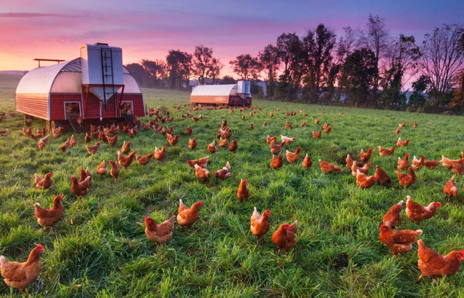 How to Improve the Economic Efficiency of Raising Chickens