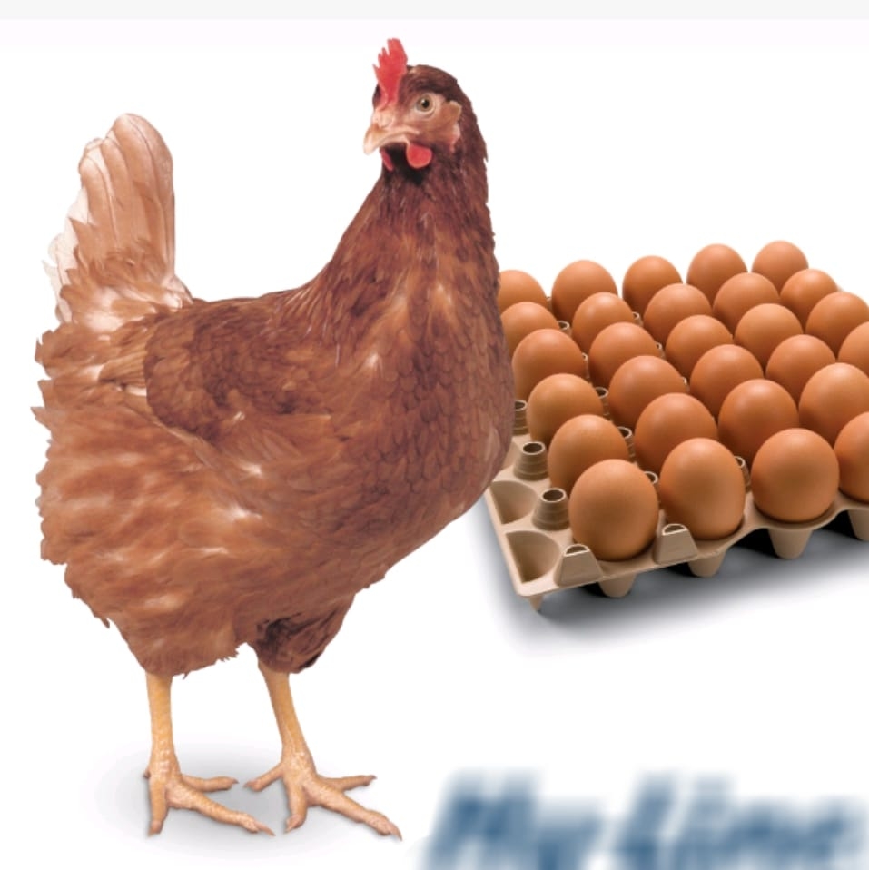 67167146_343955643164017_7879557657055461376_n